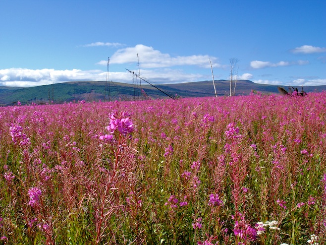Dalton Wildflowers